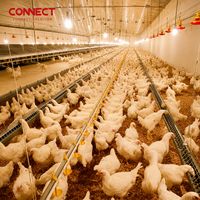 Système d'élevage commercial de poulets de chair, équipement d'élevage avicole pour les exploitations de production de poulets de chair à grande échelle
