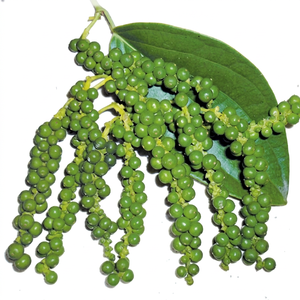 Poivre vert (Piper Nigrum) de haute qualité en gros, NOUVELLE RÉCOLTE du Vietnam - Marque Vietdelta, 100% naturel, MOQ 500 kg - Product Image 1