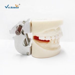 Modelo de entrenamiento Typodont, modelo de mandíbula de práctica de <span class=keywords><strong>implantes</strong></span> <span class=keywords><strong>dentales</strong></span>, modelo de dientes humanos, modelo de educación de Ciencias Médicas - Product Image 6