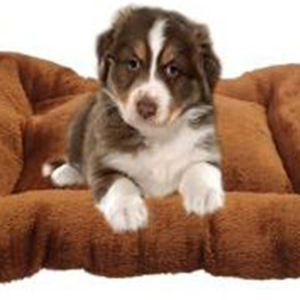 Juego de 3 Camas para Perro de Terciopelo de Algodón Shu (Tallas S+M+L), Color Rojo Marrón, Camas de Lujo para Mascotas - Product Image 4