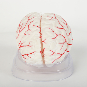 Silikon-Gehirn-Modell für die Medizin - Product Image 1