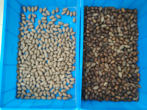 Penyortir warna 13 saluran 128-768 penyortir bentuk kompresor 45KW - Product Image 5