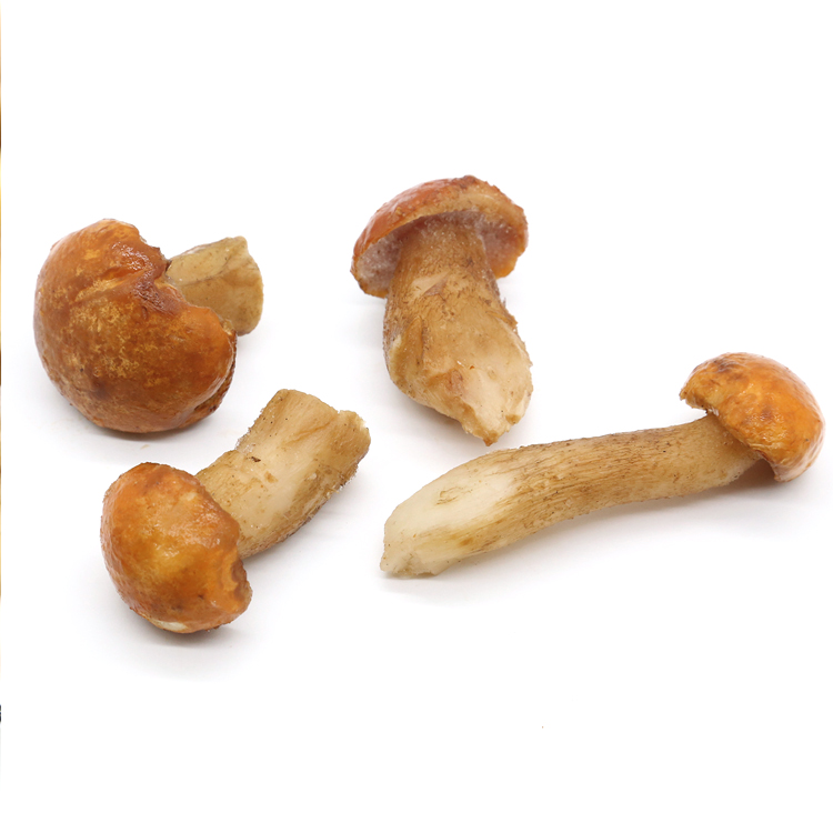 Produzione vendita diretta di nuove colture di funghi selvatici porcini Boletus edulis(wild) alla rinfusa