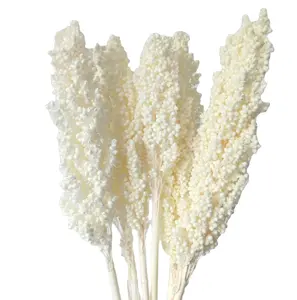 Kaoliang-زهرة زينة مجففة وطبيعية, sorghum ، broomالذرة ، gaoliang ، بحجم كبير