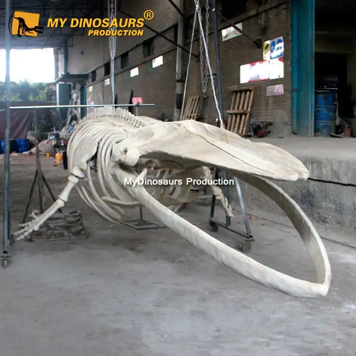 Squelette My Dino A543, réaliste, animaux de mer, baleine bleue, pour musée