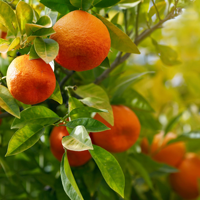 Fournisseurs d'huiles essentielles, huile de peau de mandarine pour diffuseur d'arômes, huile essentielle de mandarine 100% pure pour les soins de la peau, la fabrication de savon et de bougies