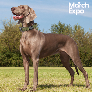 Collar con Rastreador GPS para Mascotas, Solución para Actividades al Aire Libre, Resistente al Agua, Ideal para <span class=keywords><strong>Perros</strong></span> y Gatos, Senderismo, <span class=keywords><strong>Camping</strong></span> y Viajes - Product Image 2