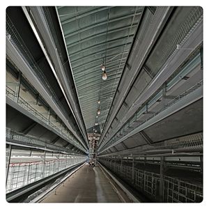 Tipo H azienda agricola fornito completamente automatico gabbie per polli alimentatori animali allevamento gabbie a strati di pollame per galli - Product Image 5