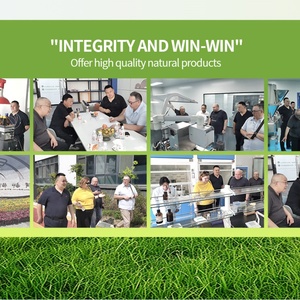 Cápsulas Probióticas OEM/ODM con Logotipo Privado, Probiótico de 300 Mil Millones de UFC - Product Image 6