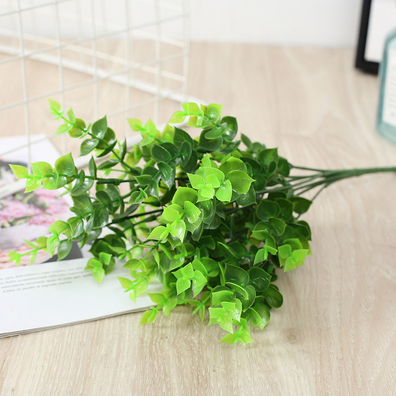 Little eucalyptus green