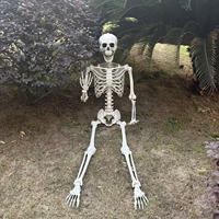 Décorations de squelettes d'Halloween à maintien humain, 5,4 pieds (160 cm) et 5 pieds (180 cm), prix usine abordable