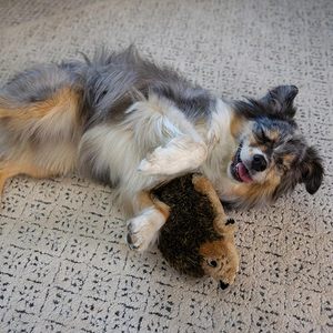 Juguete de Peluche <span class=keywords><strong>para</strong></span> Perro, Diseño de Erizo, Ecológico, Realista, Impermeable, Tamaño Mediano, Poliéster - Product Image 6