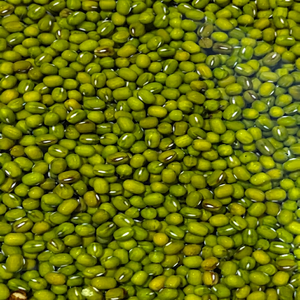 Natural Whole Indian <b>Green</b> Mung Beans 24-Month Shelf Life Fresh Crop Premium Export Grade Pulses for Global <b>Food</b> Industry Buyers - Product Image 1