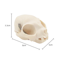 Crâne de chat modèle biologie Mini taille crâne de chat anatomie Animal scientifique os outil d'enseignement équipement éducatif