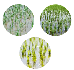 Mefenacet 50% WP Rice Seedling Throwing Field Barnyard Grass Systemic Selective Rice Safe Agriculture <strong>Herbicide</strong> - Product Image 3