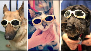 VET Laser Tiermedizinische Arfurla Veterinär-Lasertherapie 60W Diodenlaser für Haustier-Physiotherapie Schmerzlinderung Physiotherapie - Product Image 6