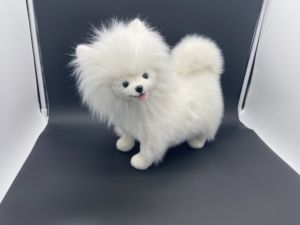 Peluche de Perro de Alta Calidad, Relleno de Algodón PP, Diseño Personalizado Realista de Pomerania - Product Image 6