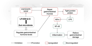 סין פרוביוטיקה ספק Wholesales בתפזורת מזון כיתה חומצה לקטית חיידקים לקטובצילוס bulgaricus עבור לשפר חיסונית מערכת - Product Image 5