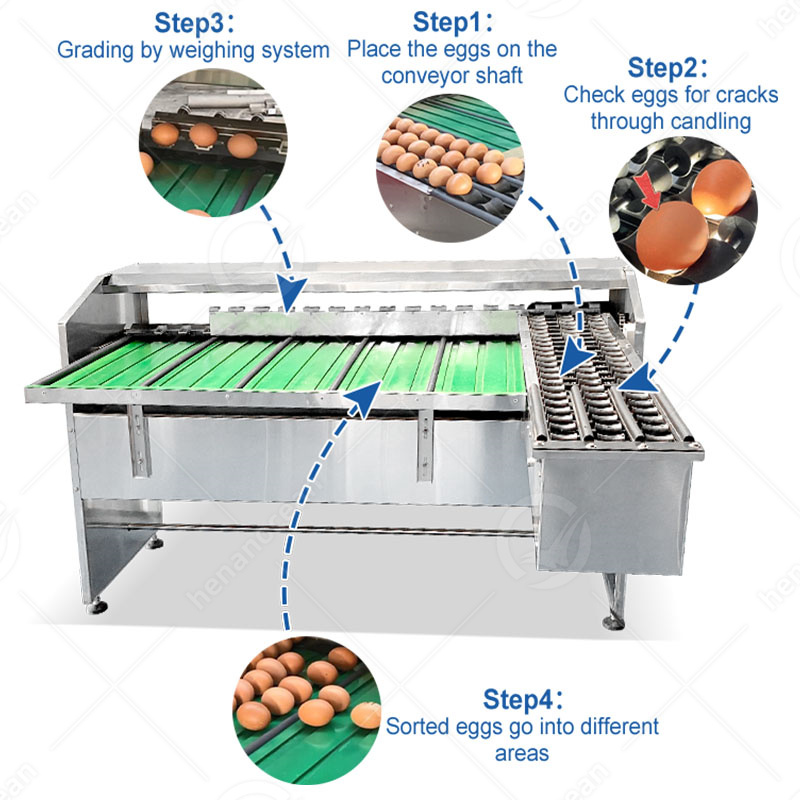 egg grader machine automatic