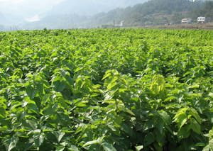 純粋な天然乾燥桑の葉の粉 - Product Image 3