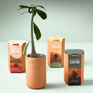 Kit di crescita Ikuper orchidea Kit di costruzione con fiori e strumenti <span class=keywords><strong>Bonsai</strong></span> giardinaggio <span class=keywords><strong>Bonsai</strong></span> Desktop simulazione regalo verde - Product Image 1