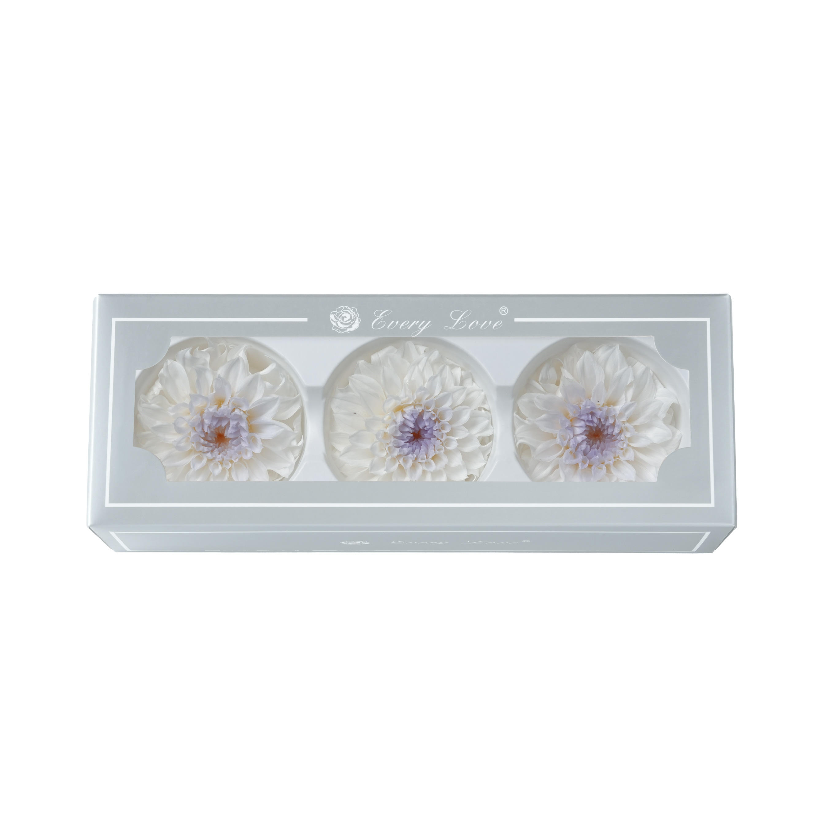 สีม่วงน้ำค้างแข็งพลบค่ำ