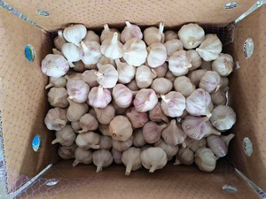 <span class=keywords><strong>Ail</strong></span> blanc frais de qualité supérieure, nouvelle récolte, de la marque Optimum, fournisseurs <span class=keywords><strong>chinois</strong></span>, prix de gros bas pour l'importation en vrac - Product Image 5