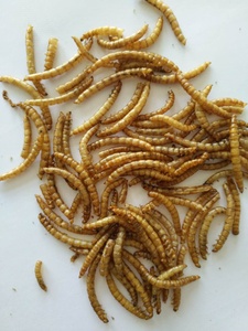 Minhocas secas seca microondas secas mealworms para galinha - Product Image 4