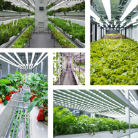 Ferme hydroponique verticale ORME pour la culture de la laitue commerciale dans un conteneur d'expédition de 40 pieds