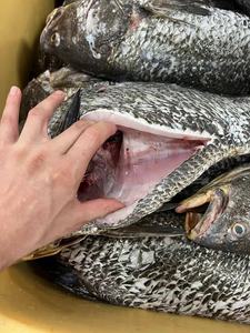 Marisco fresco congelado piscicultura marrom croaker da <span class=keywords><strong>China</strong></span> eviscerado escala 4-8kg Poisson venda para exportação - Product Image 3