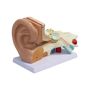 SY-N014 의학 과학 교육 모델 훈련 모델 de oreja gigante 새로운 스타일 거대한 귀 모델 4 및 6 부품