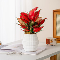 Pot de fleurs en résine plastique épaissie, style épuré, pour bureau et balcon, respirant et translucide