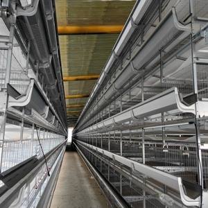 Nouveau système de cages à poulets de type H avec acier galvanisé et garantie de 2 ans pour équipement d'élevage avicole en batterie - Product Image 3