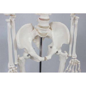 Adult male skeleton without spinal nerves and carotid arteries, packaged in a <b>foam</b> box. Human skeleton teaching <b>model</b>. - Product Image 2
