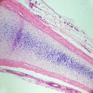 Toboganes de Histología para cartílago hialino, tejido de hueso, vista de la estructura de la célula