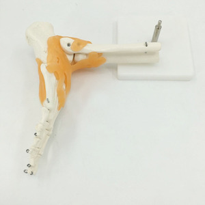 Joint de pied <span class=keywords><strong>humain</strong></span> grandeur nature avec Ligaments modèle pour la Science éducative - Product Image 2
