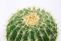 Plantes artificielles tropicales en pot, fausses plantes vertes, paysage désertique, fausses plantes vertes décoratives, simulation de cactus en plastique