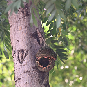 Nid d'oiseau en aiguilles de pin, tissé à la main, écologique, décoration de jardin pour oiseaux, 17x15cm, forme arrondie - Product Image 3