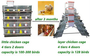 Caldo immerso galvanizzato strato di piramide automatica gabbia di pollo per 20000 uccelli pollame gabbia di pollo fattoria in sud America - Product Image 5