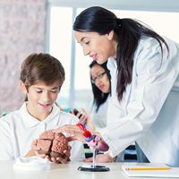 Modelo Anatómico del Cerebro con 9 Partes, Suministro de Fábrica China, Herramienta de Enseñanza de Ciencias Médicas para Entrenamiento Cerebral, CE/ISO
