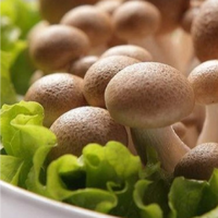 Champignons comestibles Detan, champignons Shimeji bruns frais