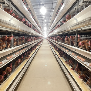 Equipo de cría automático para jaula de pollos de engorde Tipo H Capa de jaula Aves de corral - Product Image 1