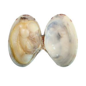 Vente directe en usine certifiée smc, vente en gros de palourdes fraîches et congelées pour bébés - Product Image 2