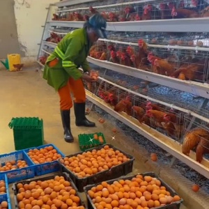 Prezzo A basso costo strato di uova tipo-A per la vendita piccolo pollo allevamento gabbia Design batteria gabbia gallina gabbie di pollo per strati in Karachi - Product Image 4