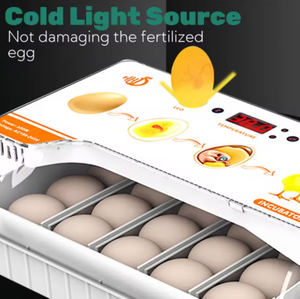 卵孵化器 工場直送 競争力のある価格 大量購入対応 - Product Image 3