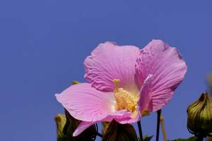 Teleobjetivo de Alta Definición 500mm F/8.0 con Revestimiento Múltiple para <span class=keywords><strong>Nikon</strong></span> DSLR D5500 D3300 D3200 D5300 D3400 D7200 D750 <span class=keywords><strong>D3500</strong></span> D7500 D500 - Product Image 5