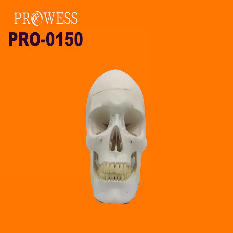 PRO-0150 vendita diretta della fabbrica del cervello umano e del cranio Halloween con vertebra cervicale modello anatomico