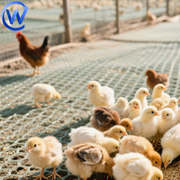 Filet d'alimentation de poulailler en plastique de petite taille à mailles plates blanches Tapis de filet de sol de volaille de Pigeon pour l'élevage de volailles