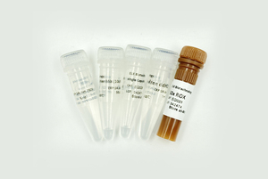 Kit de dosage par PCR quantitative (relatif) pour la quantification de la longueur des téloèmeres de souris EQ028 100rxns pour la recherche - Product Image 2