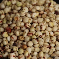 Semillas de Sorgo con Cáscara y sin Cáscara, Granos de Sorgo Blanco Milo Kaoliang